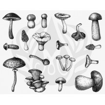 DSS-165 Mushrooms Mayco Designer Silk Screen - İpek Baskı (Serigrafi) 30x38 cm Mantarlar